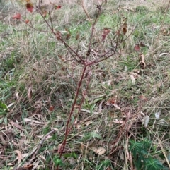 Euphorbia oblongata at Hackett, ACT - 22 Jun 2023