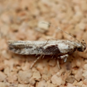 Symmetrischema tangolias at Broulee Moruya Nature Observation Area - suppressed