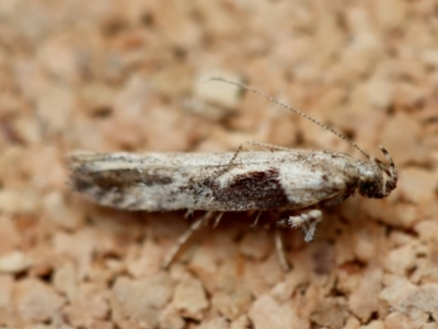 Symmetrischema tangolias (Andean Potato Tuber Moth) by LisaH