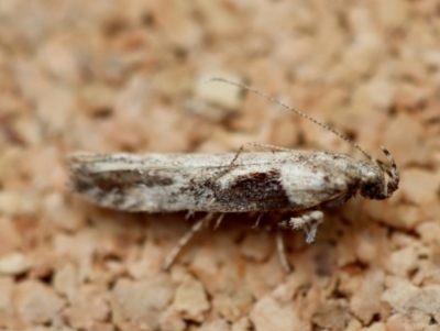 Symmetrischema tangolias at Broulee Moruya Nature Observation Area - 22 Jun 2023 by LisaH