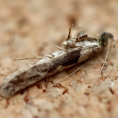 Symmetrischema tangolias at Broulee Moruya Nature Observation Area - suppressed