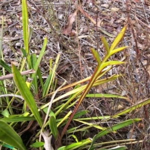 Gazania x splendens at Jacka, ACT - 22 Jun 2023