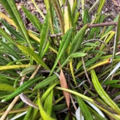 Gazania x splendens at Jacka, ACT - suppressed