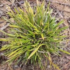 Gazania x splendens at Jacka, ACT - suppressed