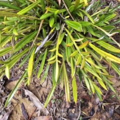 Gazania x splendens at Jacka, ACT - 22 Jun 2023