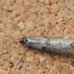 Lepidoscia (genus) ADULT (A Case moth) at Moruya, NSW - 22 Jun 2023 by LisaH