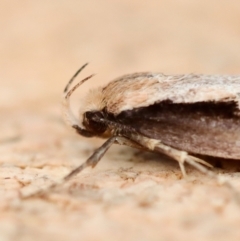 Leptocroca sanguinolenta (A Concealer moth) at Moruya, NSW - 22 Jun 2023 by LisaH