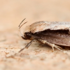 Unidentified Concealer moth (Oecophoridae) at Moruya, NSW - 22 Jun 2023 by LisaH