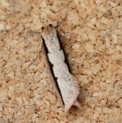 Leptocroca sanguinolenta at Moruya, NSW - suppressed