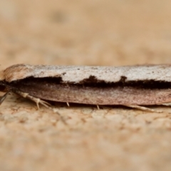 Leptocroca sanguinolenta at Moruya, NSW - suppressed