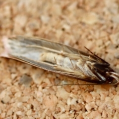 Leptocroca sanguinolenta at Moruya, NSW - suppressed