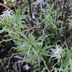 Vittadinia muelleri (Narrow-leafed New Holland Daisy) at The Pinnacle - 20 Jun 2023 by sangio7