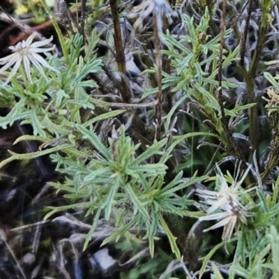 Vittadinia muelleri (Narrow-leafed New Holland Daisy) at Molonglo Valley, ACT - 20 Jun 2023 by sangio7