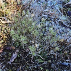 Vittadinia muelleri at Molonglo Valley, ACT - 20 Jun 2023