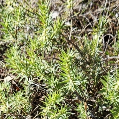 Melichrus urceolatus (Urn Heath) at The Pinnacle - 20 Jun 2023 by sangio7