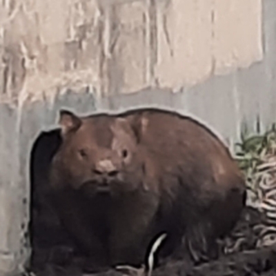 Vombatus ursinus (Common wombat, Bare-nosed Wombat) at Lanyon High School - 21 Jun 2023 by Chrissie