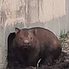 Vombatus ursinus (Common wombat, Bare-nosed Wombat) at Conder, ACT - 21 Jun 2023 by Chrissie