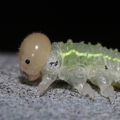 Pergidae sp. (family) at Capalaba, QLD - 21 Jun 2023 by TimL