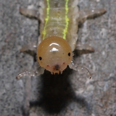 Pergidae sp. (family) at Capalaba, QLD - 21 Jun 2023 by TimL