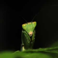 Unidentified Praying mantis (Mantodea) at Capalaba, QLD - 21 Jun 2023 by TimL