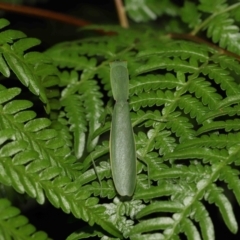 Orthodera (genus) at Capalaba, QLD - 21 Jun 2023 10:22 AM