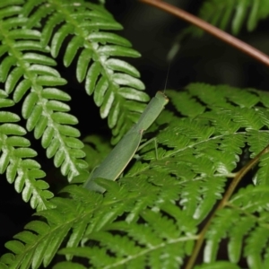 Orthodera (genus) at Capalaba, QLD - 21 Jun 2023 10:22 AM