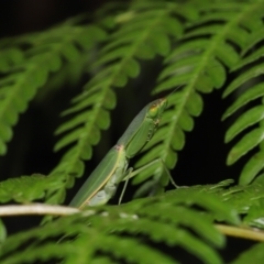 Orthodera (genus) at Capalaba, QLD - 21 Jun 2023 10:22 AM