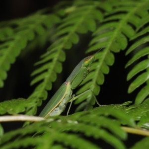Orthodera (genus) at Capalaba, QLD - 21 Jun 2023 10:22 AM