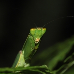 Orthodera (genus) at Capalaba, QLD - 21 Jun 2023 10:22 AM