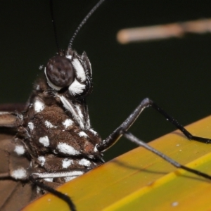 Euploea corinna at Wellington Point, QLD - suppressed