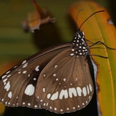 Euploea corinna at Wellington Point, QLD - suppressed