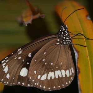 Euploea corinna at Wellington Point, QLD - suppressed