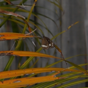 Euploea corinna at Wellington Point, QLD - suppressed