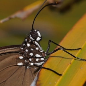 Euploea corinna at Wellington Point, QLD - suppressed