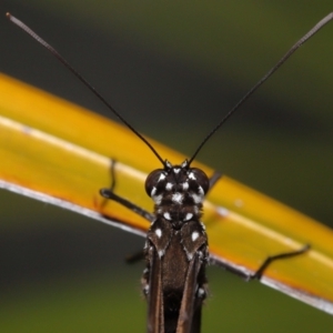 Euploea corinna at Wellington Point, QLD - suppressed