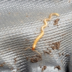 Geophilomorpha sp. (order) (Earth or soil centipede) at Sullivans Creek, Lyneham South - 22 Jun 2023 by trevorpreston