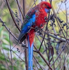 Platycercus elegans (Crimson Rosella) at Downer, ACT - 22 Jun 2023 by RobertD