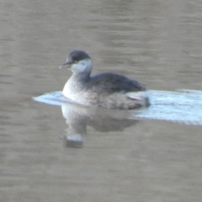 Tachybaptus novaehollandiae (Australasian Grebe) at Murga, NSW - 22 Jun 2023 by Paul4K