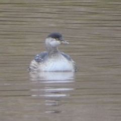 Tachybaptus novaehollandiae at Murga, NSW - suppressed