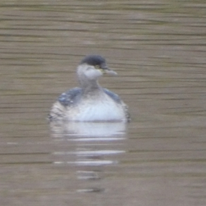 Tachybaptus novaehollandiae at Murga, NSW - suppressed