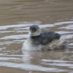 Tachybaptus novaehollandiae at Murga, NSW - suppressed