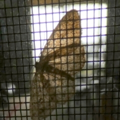 Unidentified Moth (Lepidoptera) at Murga, NSW - 20 Jun 2023 by Paul4K