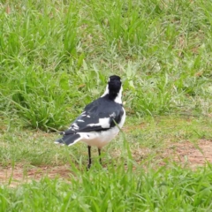 Grallina cyanoleuca (Magpie-lark) at City Renewal Authority Area - 6 Apr 2023 by ConBoekel