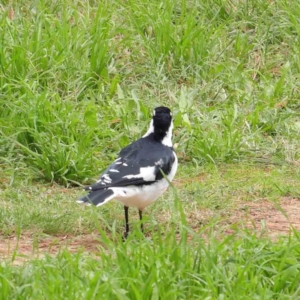 Grallina cyanoleuca at Turner, ACT - 6 Apr 2023