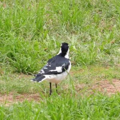 Grallina cyanoleuca (Magpie-lark) at Turner, ACT - 6 Apr 2023 by ConBoekel