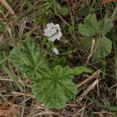 Malva neglecta (Dwarf Mallow) at Turner, ACT - 6 Apr 2023 by ConBoekel