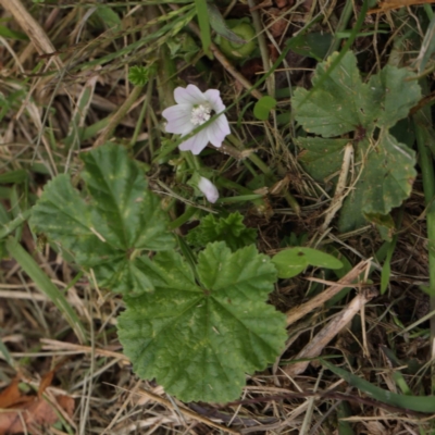 Malva neglecta (Dwarf Mallow) at Sullivans Creek, Turner - 6 Apr 2023 by ConBoekel