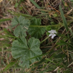 Malva neglecta at Turner, ACT - 6 Apr 2023 03:09 PM