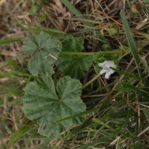 Malva neglecta at Turner, ACT - 6 Apr 2023 03:09 PM