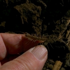 Unidentified Centipede (Chilopoda) at Murga, NSW - 21 Jun 2023 by Paul4K